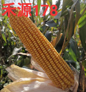 禾源178玉米种子