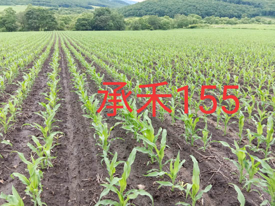 禾源155玉米种子