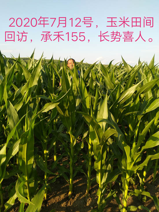 禾源155玉米种子
