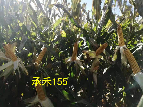 禾源155玉米种子