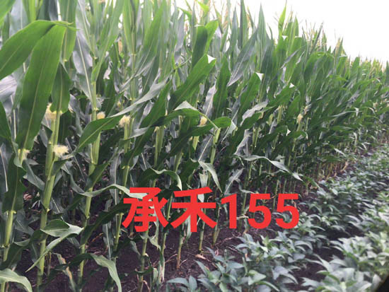 禾源155玉米种子
