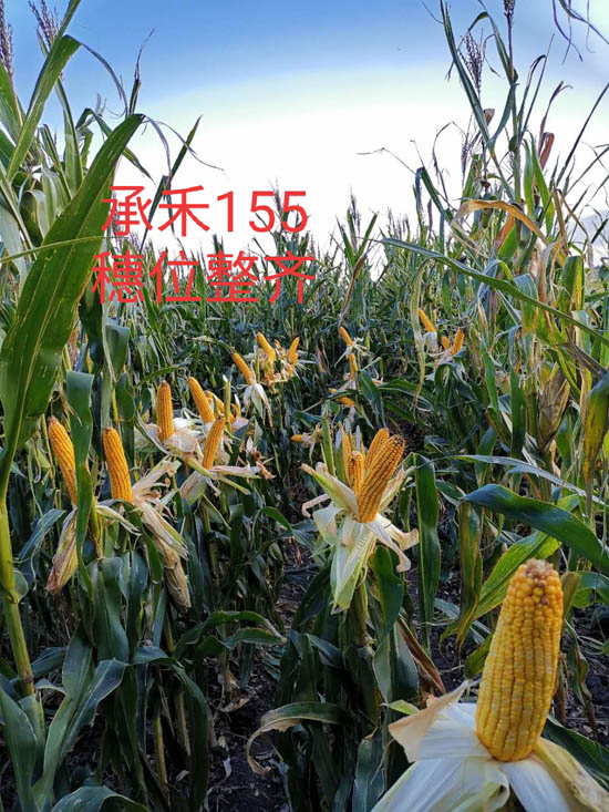 禾源155玉米种子