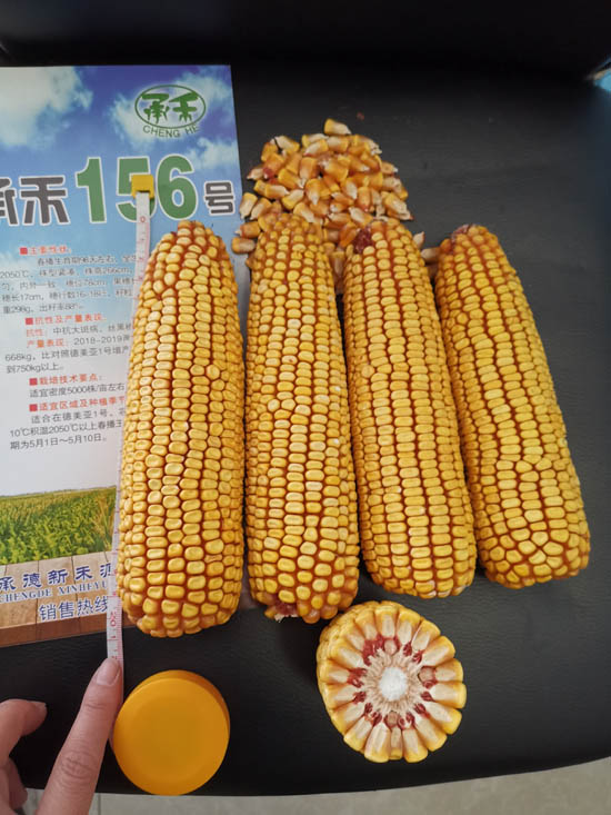 禾源156玉米种子