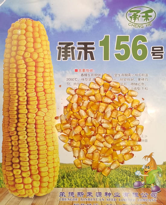 禾源156玉米种子
