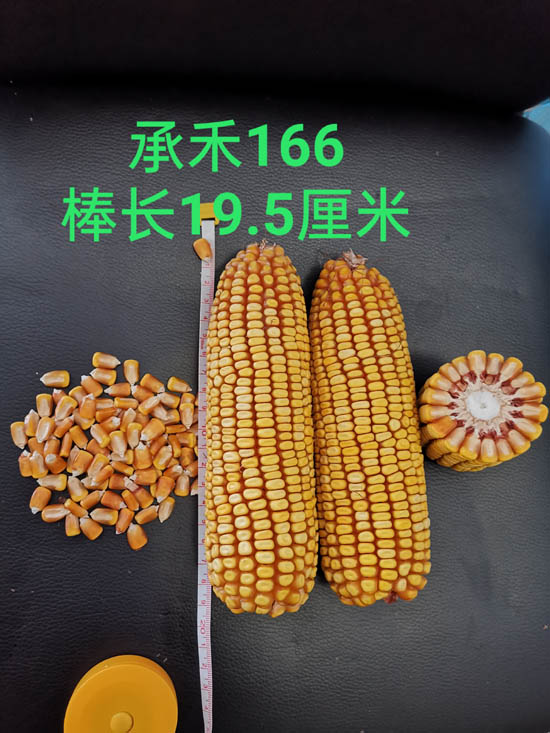 禾源166玉米种子