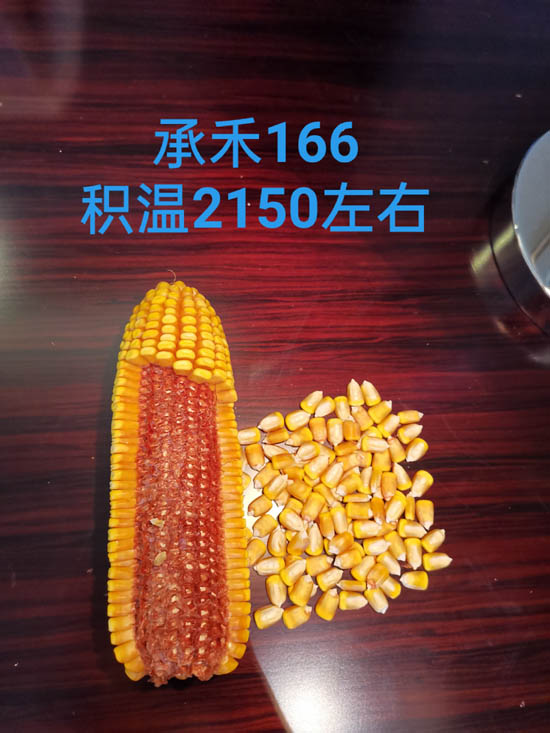 禾源166玉米种子