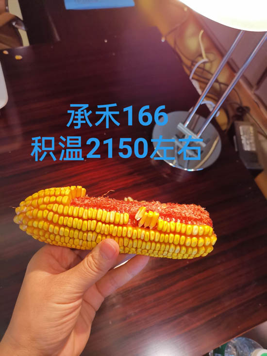 禾源166玉米种子
