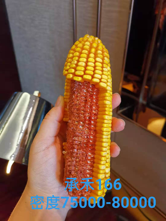 禾源166玉米种子