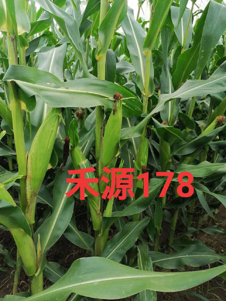禾源178