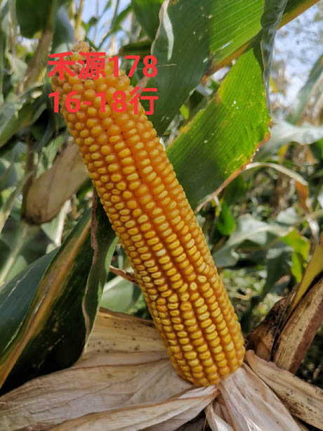 禾源178