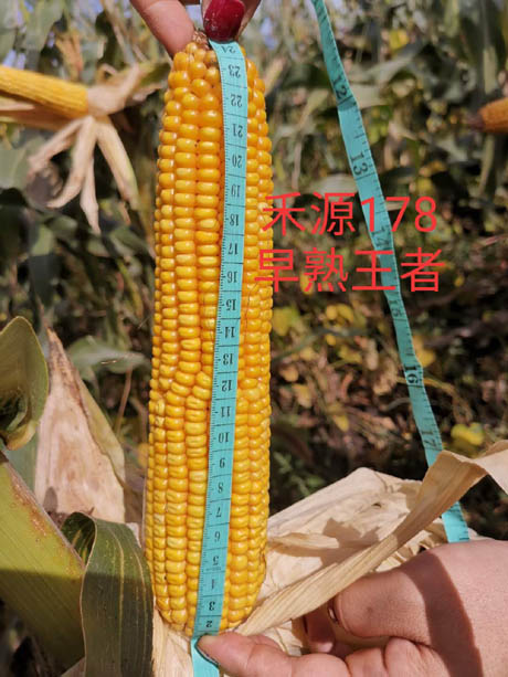 禾源178