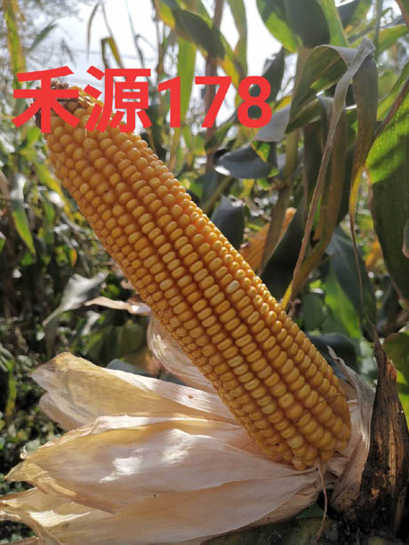 禾源178